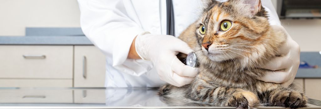 A veterinarian holding a cat during an examination.