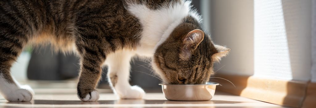 A cat with hyperthyroidism with increased appetite eating from a dish.