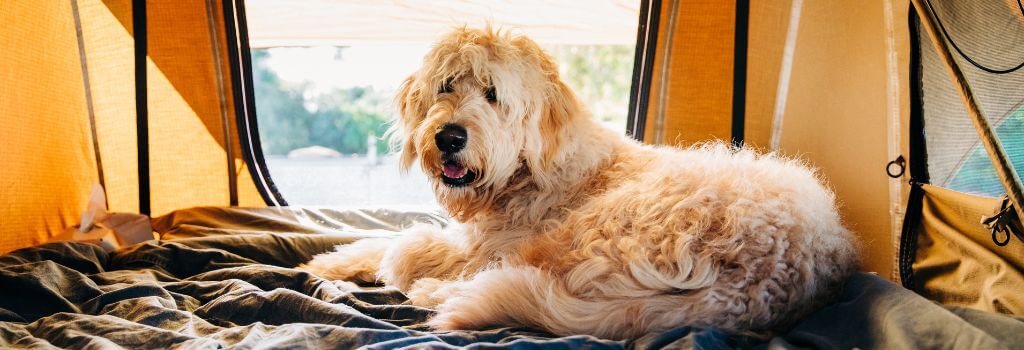 Doodle mix dog in tent, camping with family outdoors.