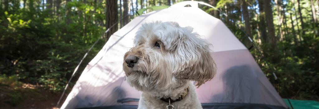 Westie mix camping with family outdoors.