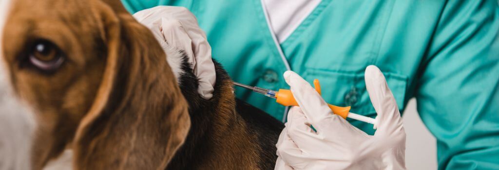 Beagle being microchipped by veterinarian.