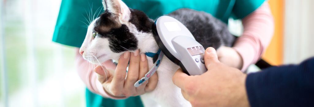 Devon Rex cat being scanned for microchip.