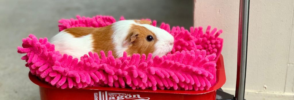 Pet guinea pig being driven around in a wagon.