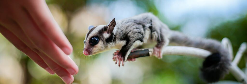 Pet sugar glider.