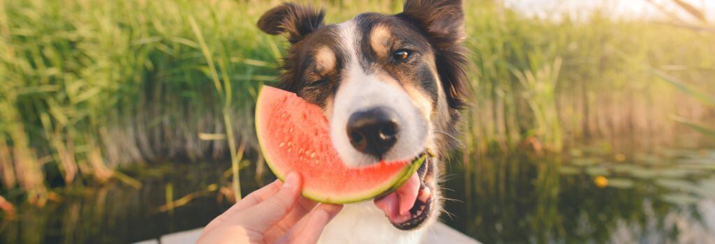 Dog being offered watermelon with the rind, which pet owners should avoid.