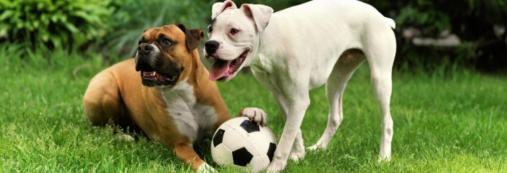 Two dogs playing with a ball.