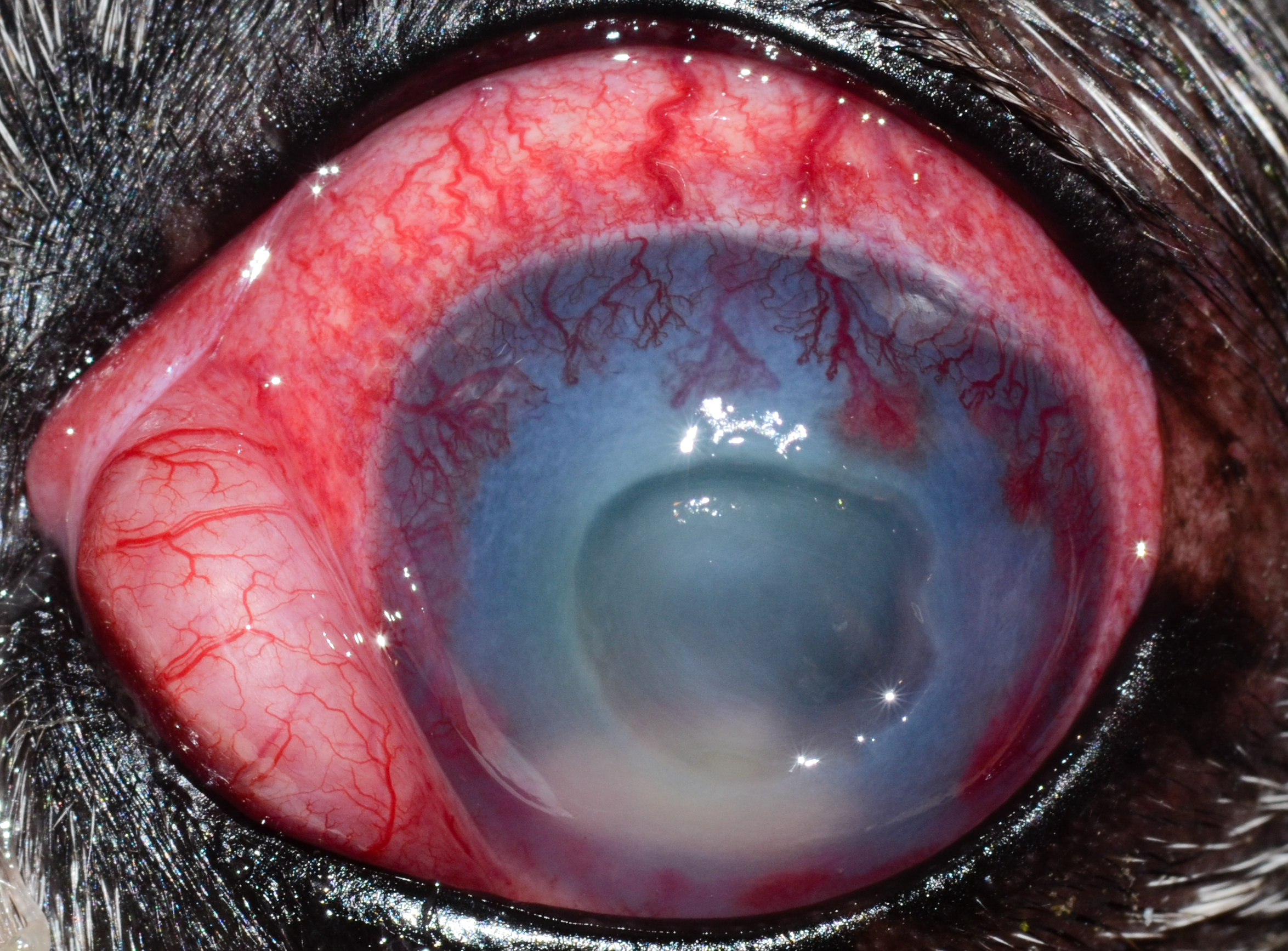 Dog with a Corneal Ulcer.