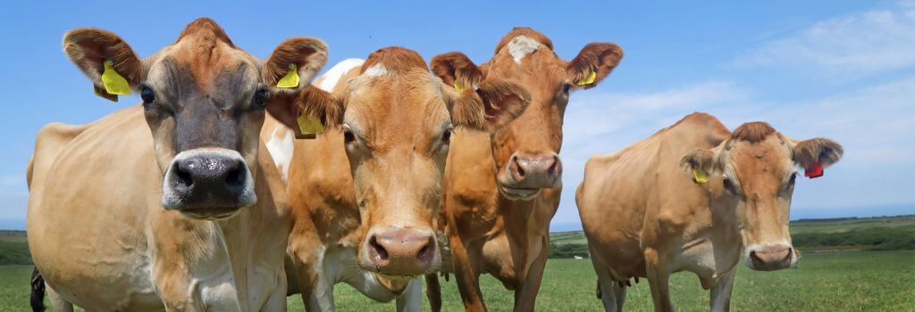 Guernsey cows in the pasture.