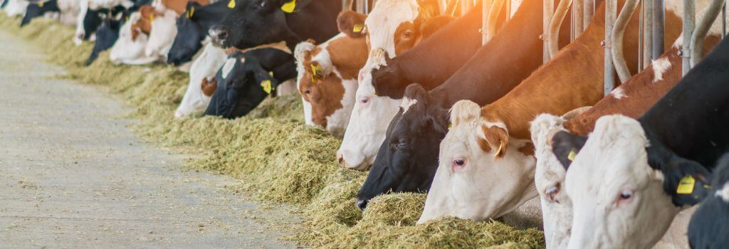 Holstein cows eating grain.