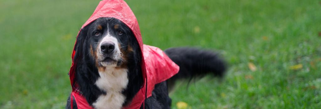 Bernese Mountain Dog in Red Rain Jacket