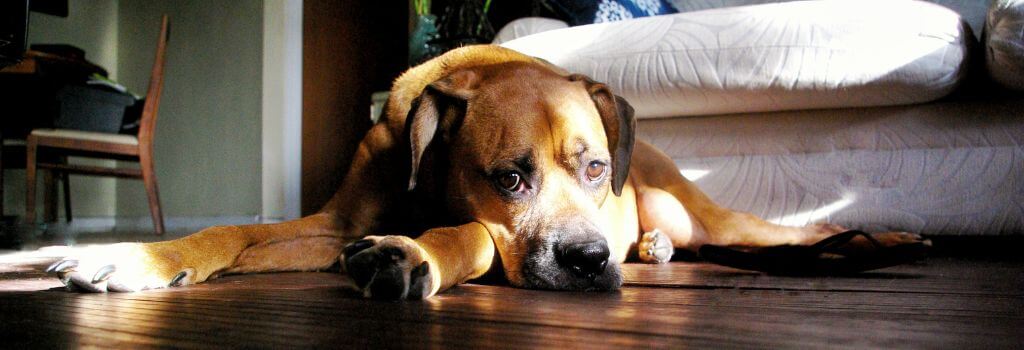 Sad dog with heartworm disease.