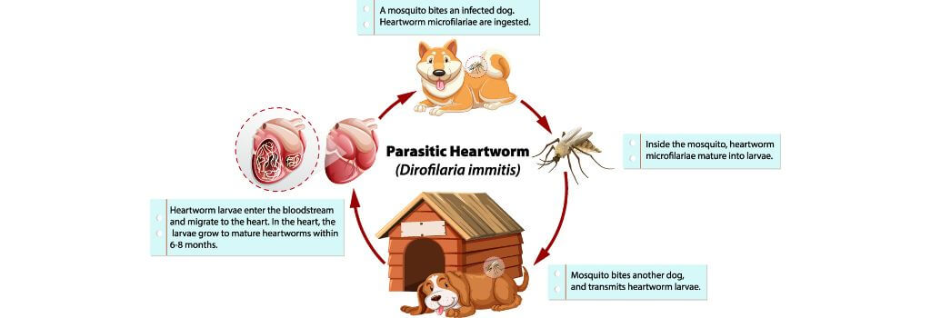 They cycle of heartworm disease in dogs.