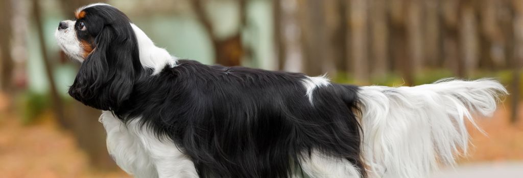 A King Charles Cavalier Spaniel dog posing outside