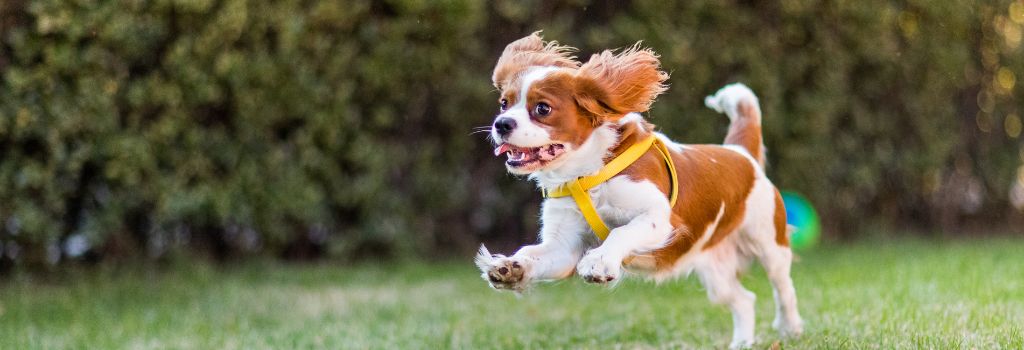 A King Charles Cavalier Spaniel dog running outside