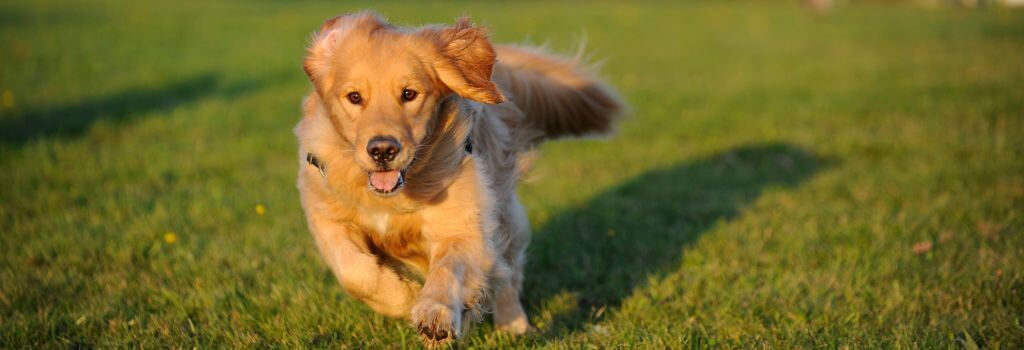 A puppy with the zoomies out in the yard.