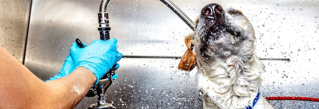 Dog shaking off water during a bath.