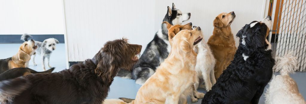 A group of dogs socializing at doggy daycare.