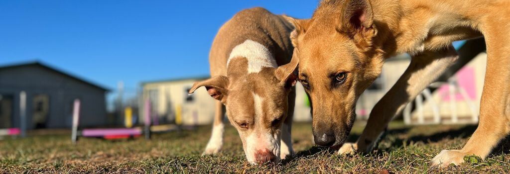 Two dogs boarding, smelling outside grass together. Bordetella safety.