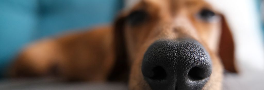 A dog getting a vaccination for kennel cough.