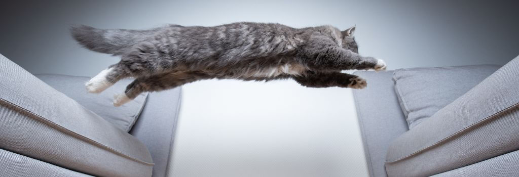 Cat jumping from couch to another couch.