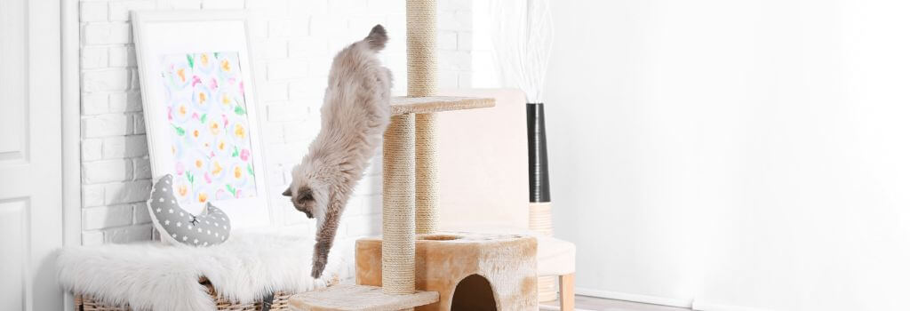Cat jumping from cat tree.