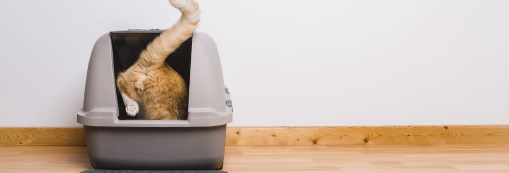orange and white cat using litter box