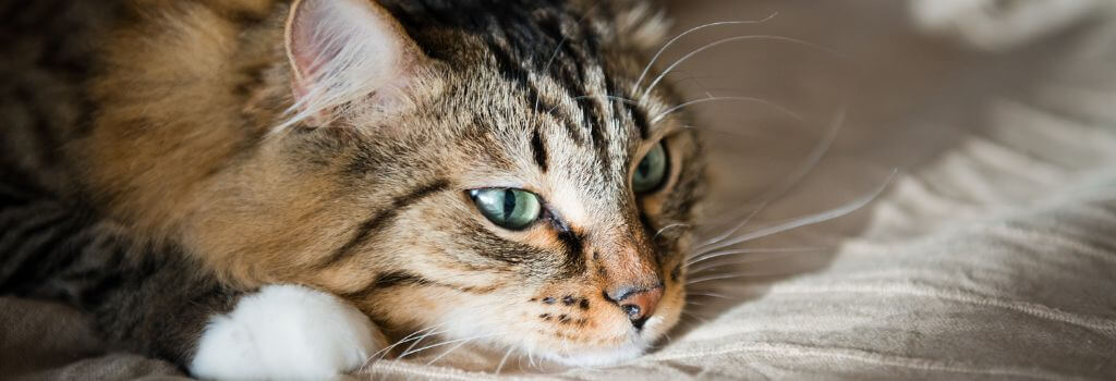 Tabby cat staring at owner