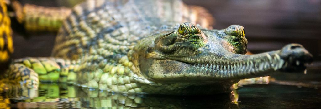 Gharial in the water.