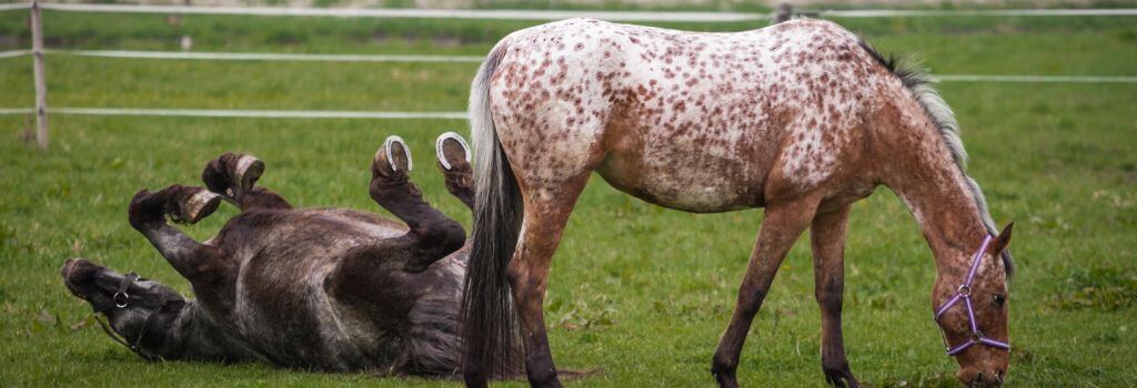 Horses eating and playing.