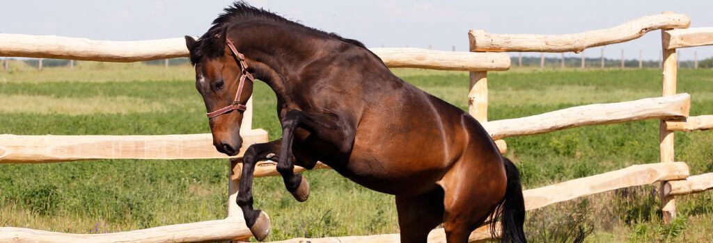 Brown horse spooked.