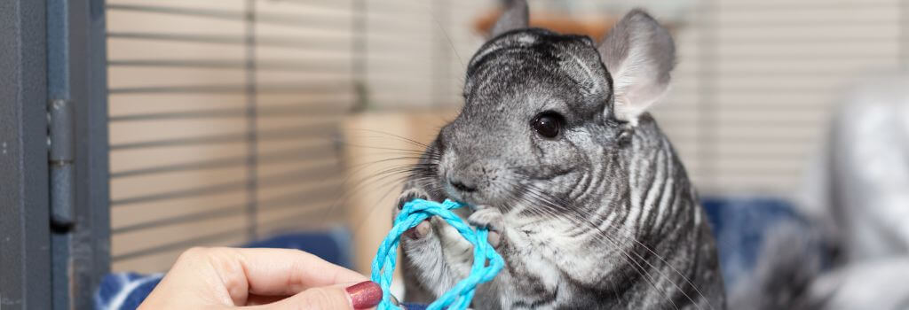 Chinchilla playing with owner.