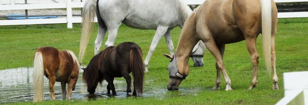 Horses and ponies in pasture with standing water, WNV