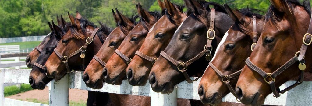 line of horses at stable