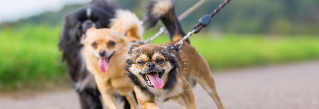 Three dogs walking on leashes.