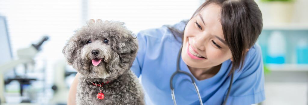 A small dog and a veterinarian.