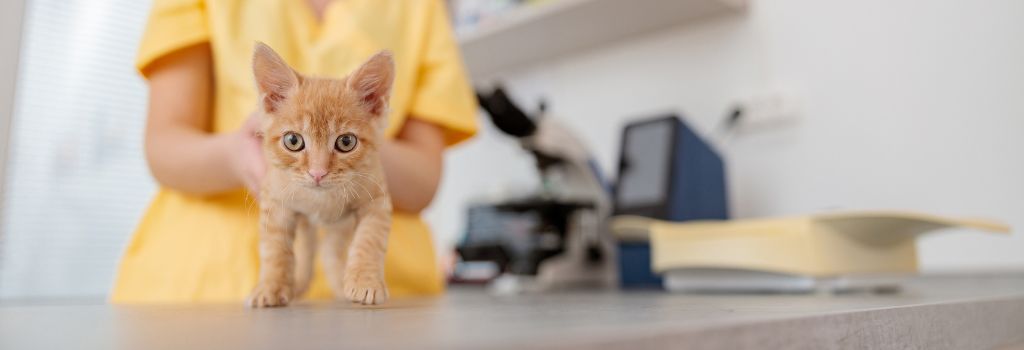 A veterinarian holding a kitten before feline blood work.