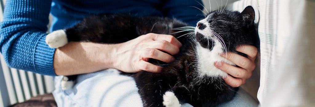 Black and white cat on owner's lap.