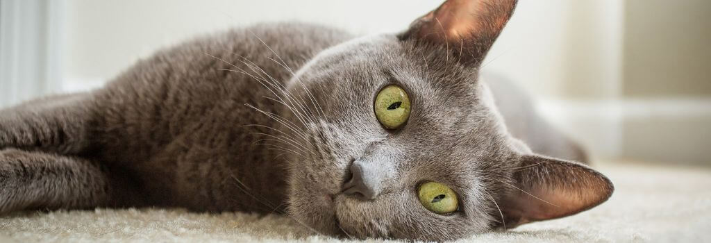 Gray cat on floor, FELV.