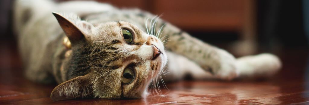 Tabby cat laying on the floor.