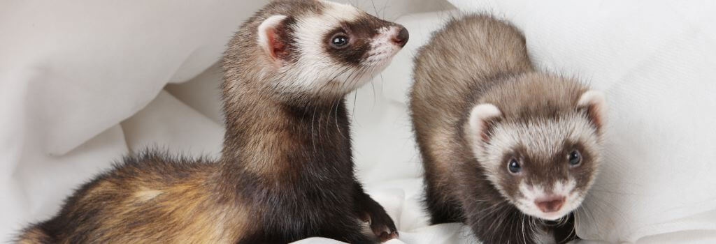 Ferrets playing together, Ferret Health