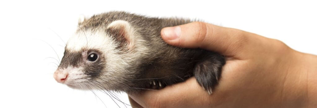 Ferret being held by owner, Ferret Health