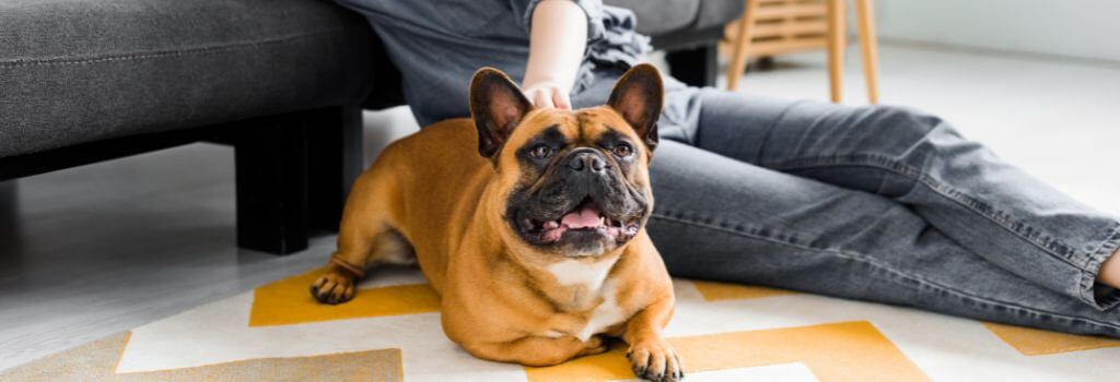 French Bulldog relaxing with owner.