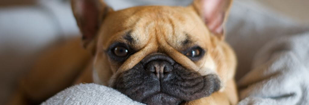 French Bulldog relaxing on blanket