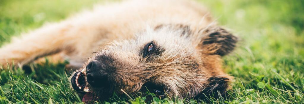 Sick shepherd mix with bload.