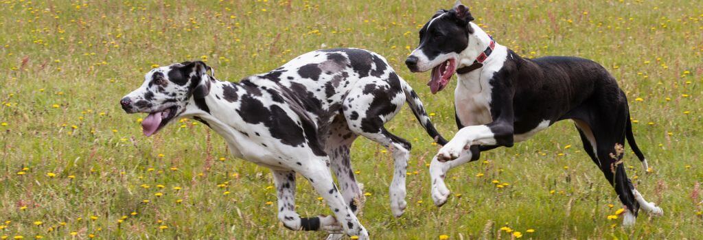 Great Danes running together in field.