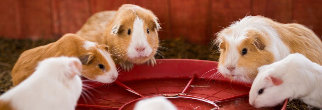 Guinea Pigs eating out of red bowl