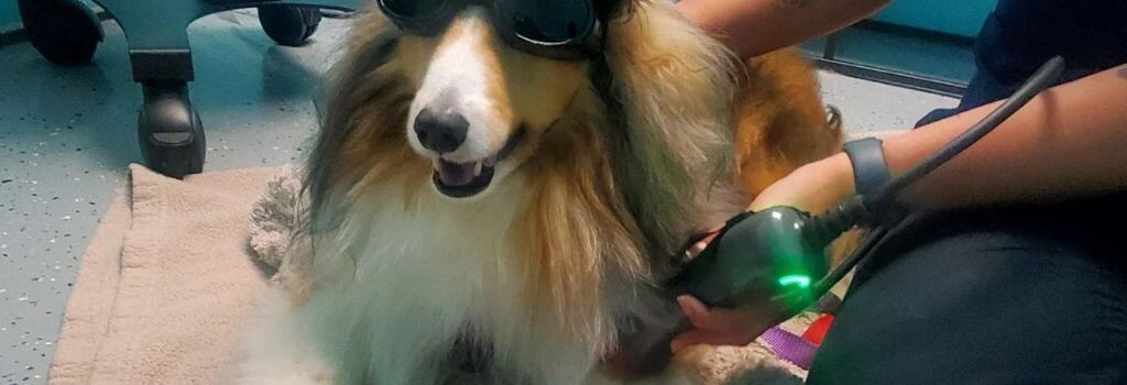 Livermore Family Pet Hospital, Sundance laser rehabilitation therapy.