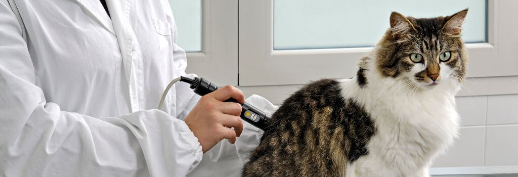 Tabby Cat in laser rehabilitation therapy for back issues.