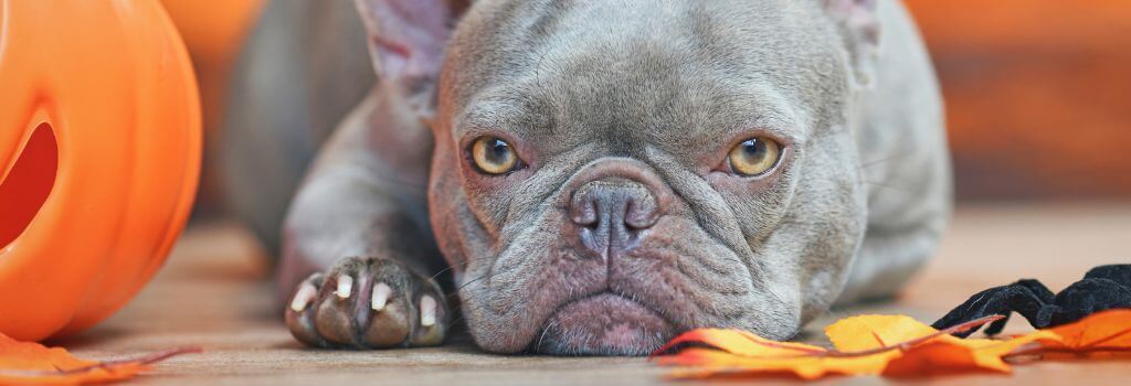 Dog surrounded by pumpkins