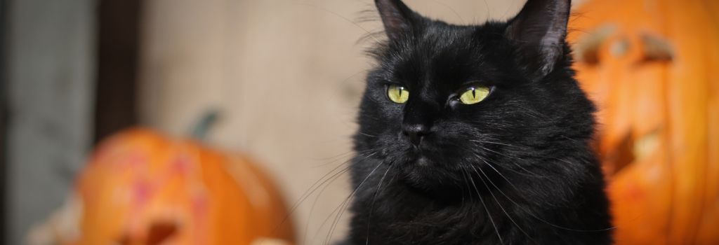 Cat surrounded by pumpkins